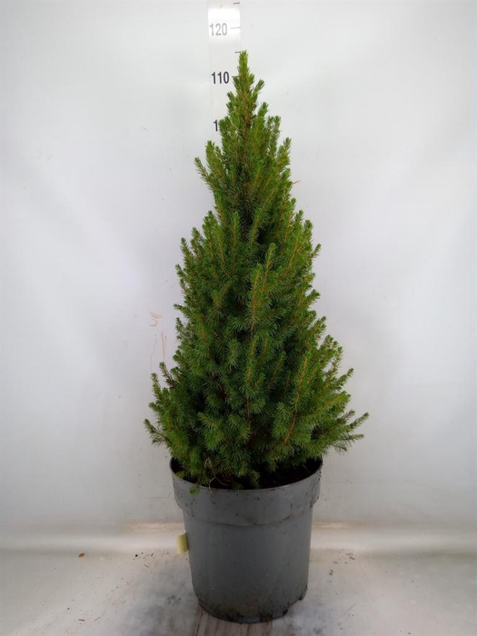 <h4>Picea glauca 'Conica'</h4>