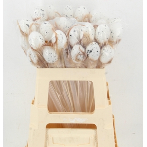 KIEVITSEI OP STOK H%