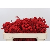 Kaaps Groen Silver Brunia KB Red