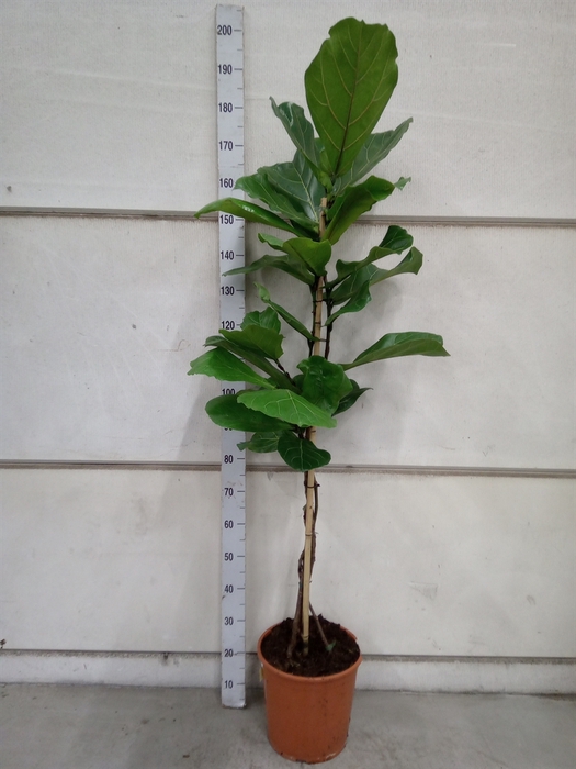 <h4>Ficus lyrata</h4>