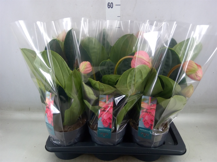 <h4>Medinilla magnifica 'Flamenco'</h4>