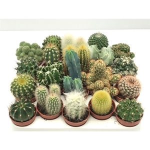 100 Cactus mix 5,5 cm