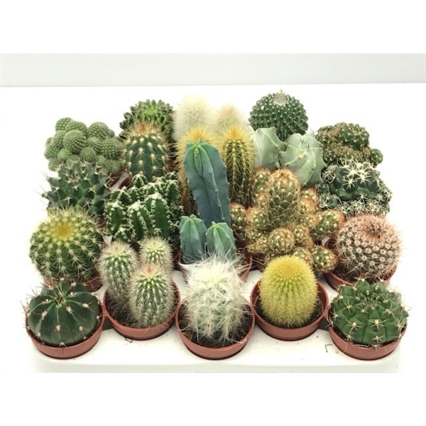 <h4>100 Cactus mix 5,5 cm</h4>