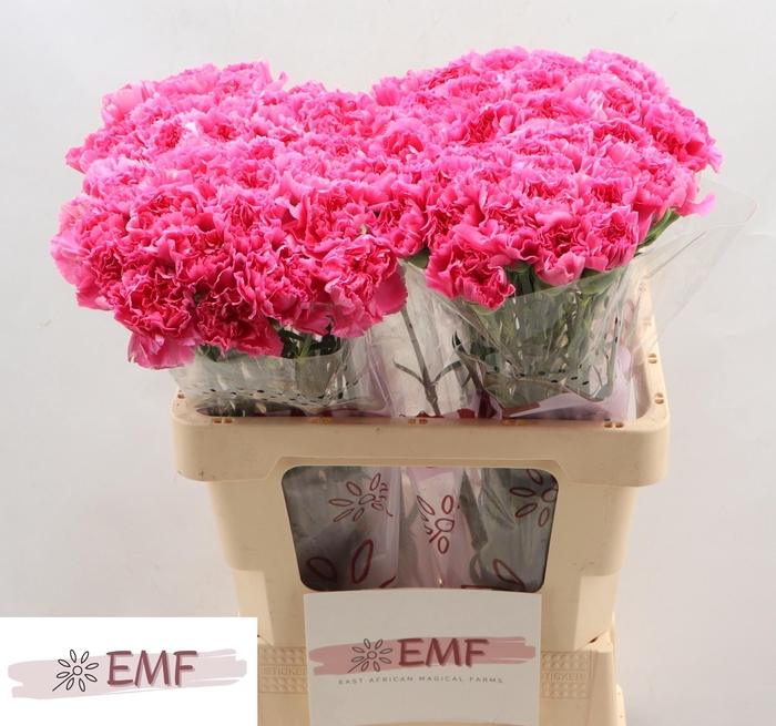 <h4>DI ST TONIC GOLEM</h4>