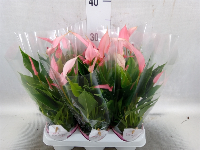 Anthurium andr. 'Lilli'