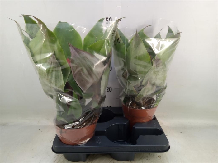 <h4>Aechmea tayoensis</h4>