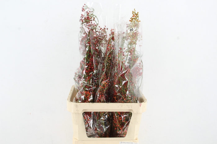 <h4>ROSA CORALLO RED 090CM</h4>