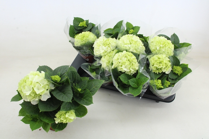 <h4>HYDR M HI WHITE SUN</h4>