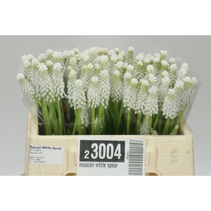 Muscari White Spear