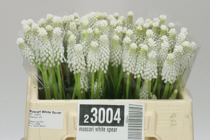 Muscari White Spear