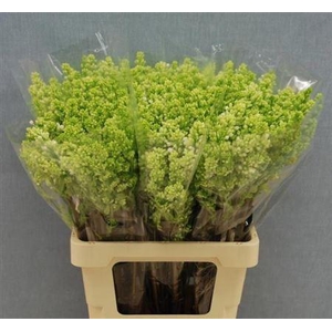 Syr V Mme Fl Stepman