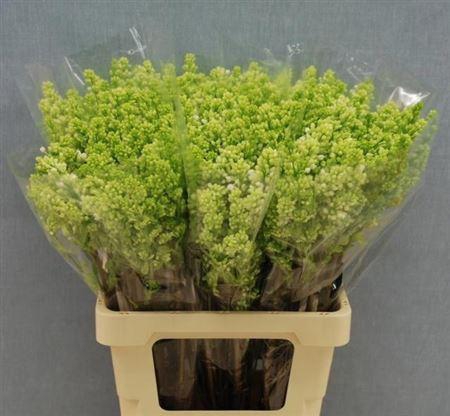 <h4>Syr V Mme Fl Stepman</h4>