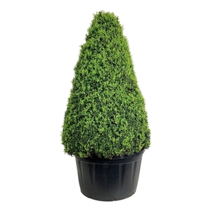 Buxus sempervirens