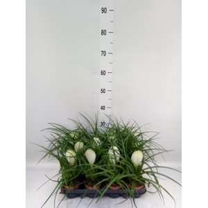 Tillandsia cyanea 'Biancini'