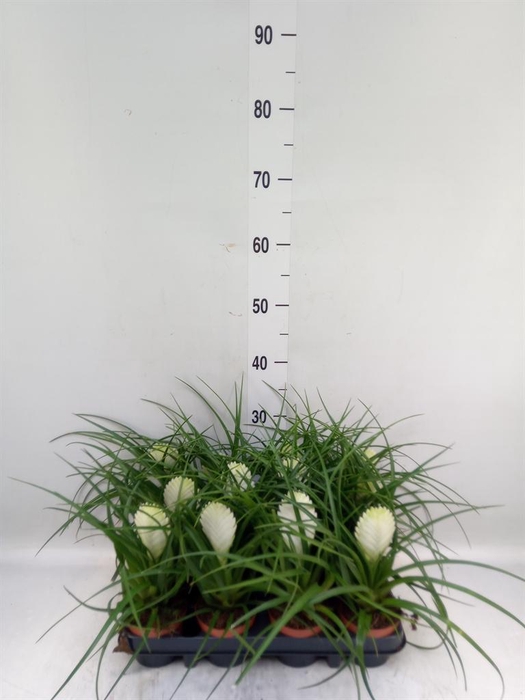 <h4>Tillandsia cyanea 'Biancini'</h4>