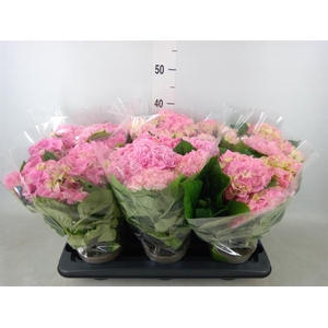 Hydrangea mac.   ...