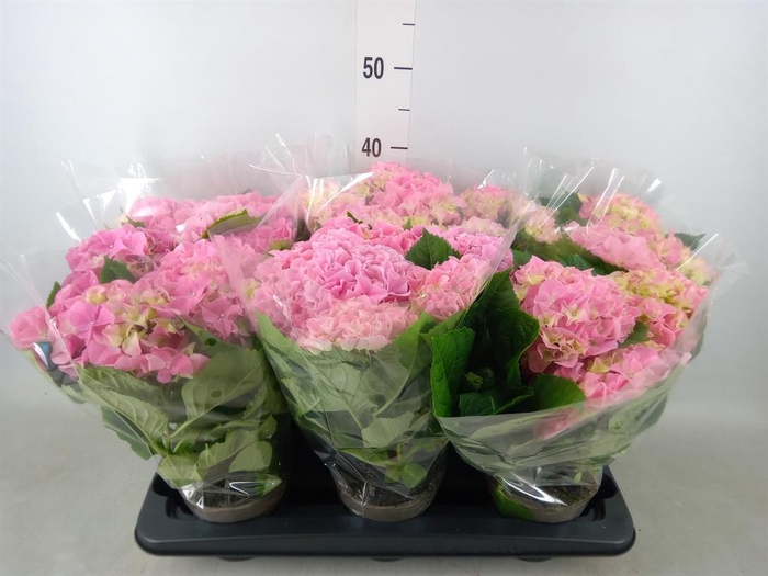 <h4>Hydrangea mac.   ...</h4>