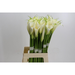Zantedeschia Eydolls White
