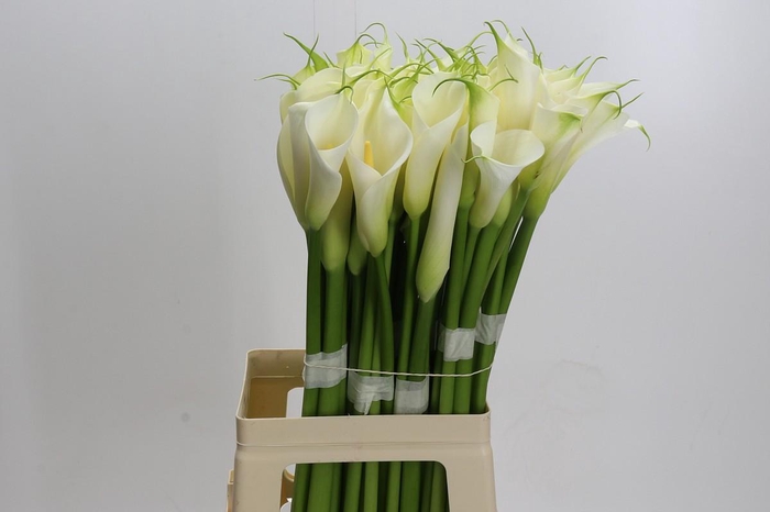 <h4>Zantedeschia Eydolls White</h4>