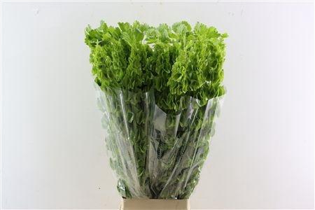 <h4>MOLUCCELLA STUK</h4>