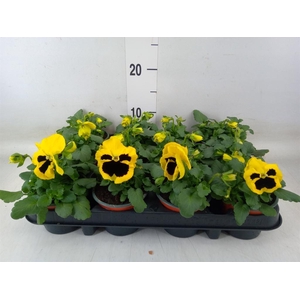 Viola wr. 'Colossus Yellow Blotch'