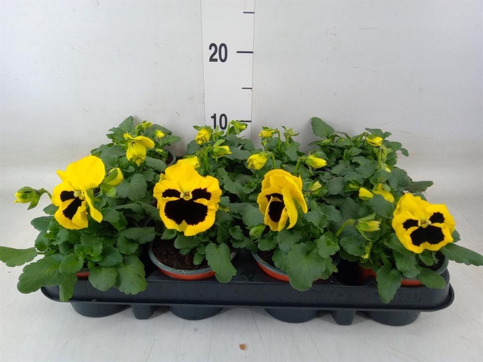 <h4>Viola wr. 'Colossus Yellow Blotch'</h4>