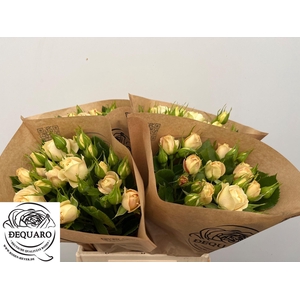 R TR CHAMPAGN ROKOKO