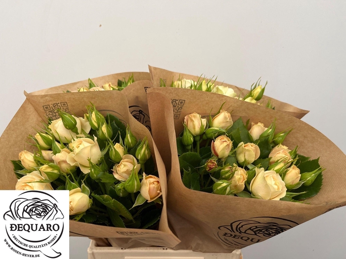 <h4>R TR CHAMPAGN ROKOKO</h4>