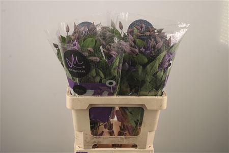 <h4>Clem Amazing Sofia</h4>