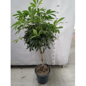 Schefflera arbor. 'Compacta'