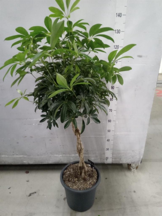 <h4>Schefflera arbor. 'Compacta'</h4>