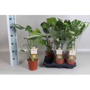 MONSTERA DEL THAI CO