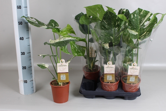 <h4>MONSTERA DEL THAI CO</h4>