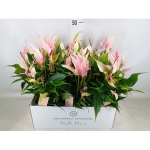 Anthurium andr. 'Lilli'