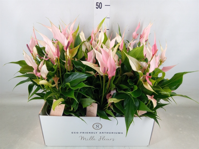 <h4>Anthurium andr. 'Lilli'</h4>