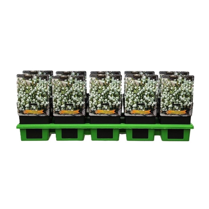 Campanula cochleariifolia