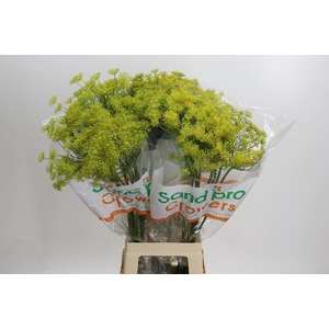 ANETHUM GRAVEOLENS ANETHUM GRAVEOLE