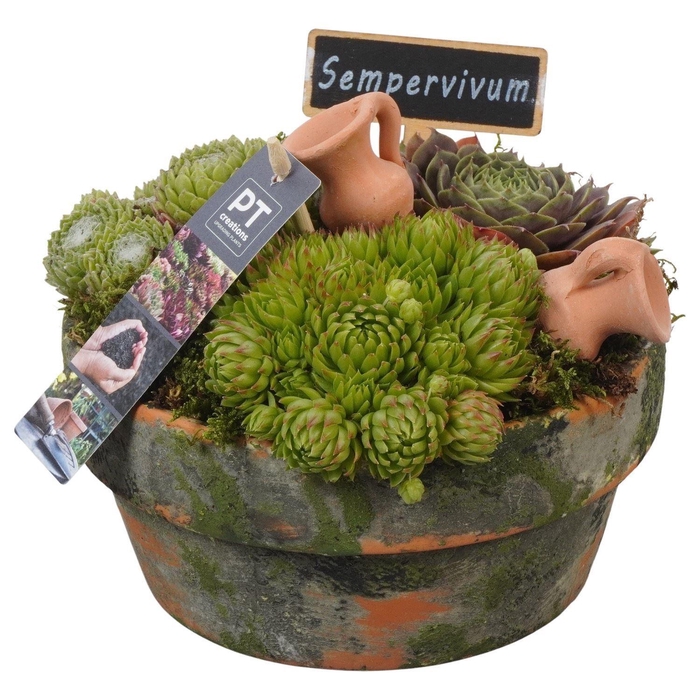 <h4>Arr.  Sempervivum L%</h4>