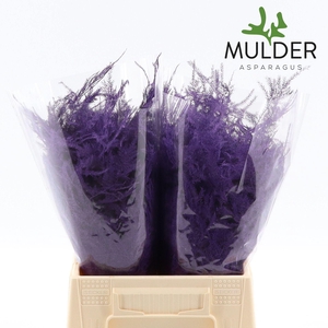 Asparagus DYED Purple