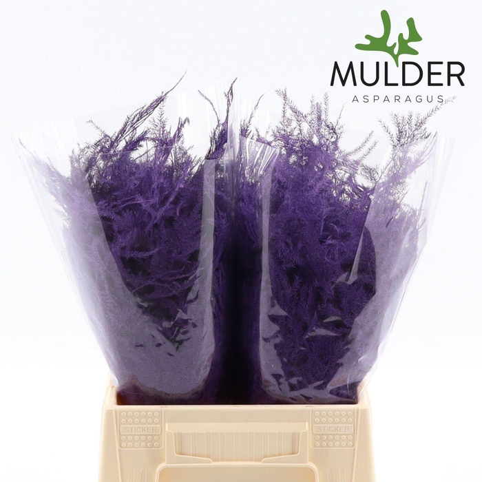 <h4>Asparagus DYED Purple</h4>