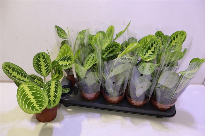 <h4>Maranta Lemon</h4>