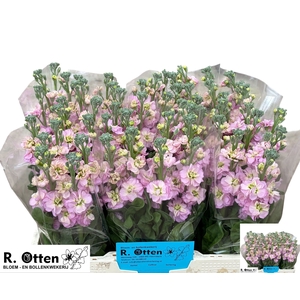 MATTH STOX CHAMPAGNE