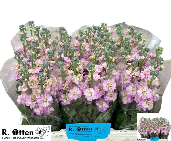 MATTH STOX CHAMPAGNE