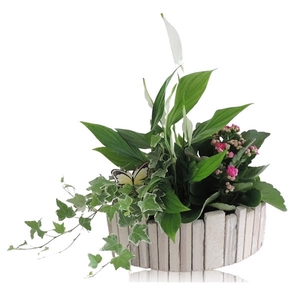 Collectie Anna Arrangement in Houten Kano 29 cm