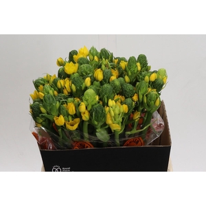 Ornithogalum Dubium Yellow Asa