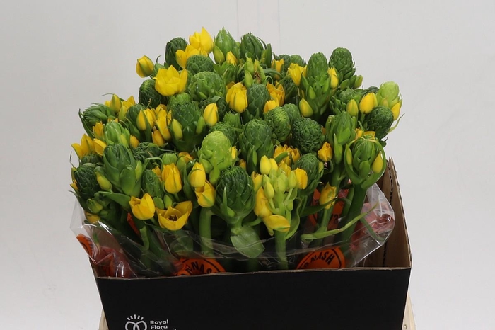 <h4>Ornithogalum Dubium Yellow Asa</h4>