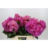 Dahlia Café Au Lait Twist