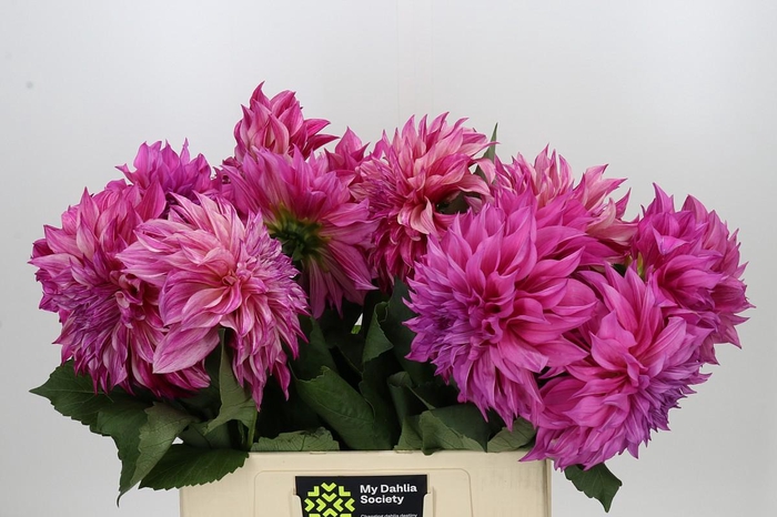 Dahlia Café Au Lait Twist