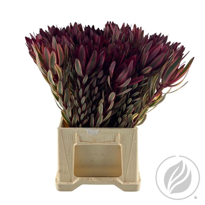 <h4>Leucad Yester 50 Cm</h4>