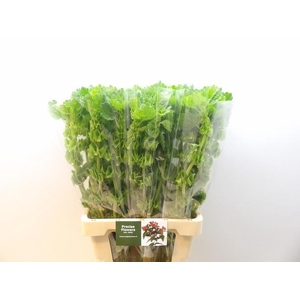 Moluccella Stuk